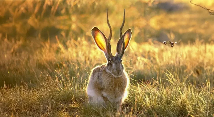 Horns, Hoaxes, and Hilarity: The Wild Myth of the Jackalope