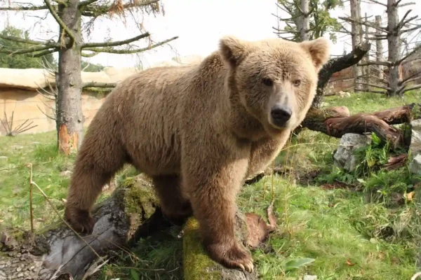 Yeti: The Complete Guide To The Himalayan Legend 13 Himalayan brown bear in habitat