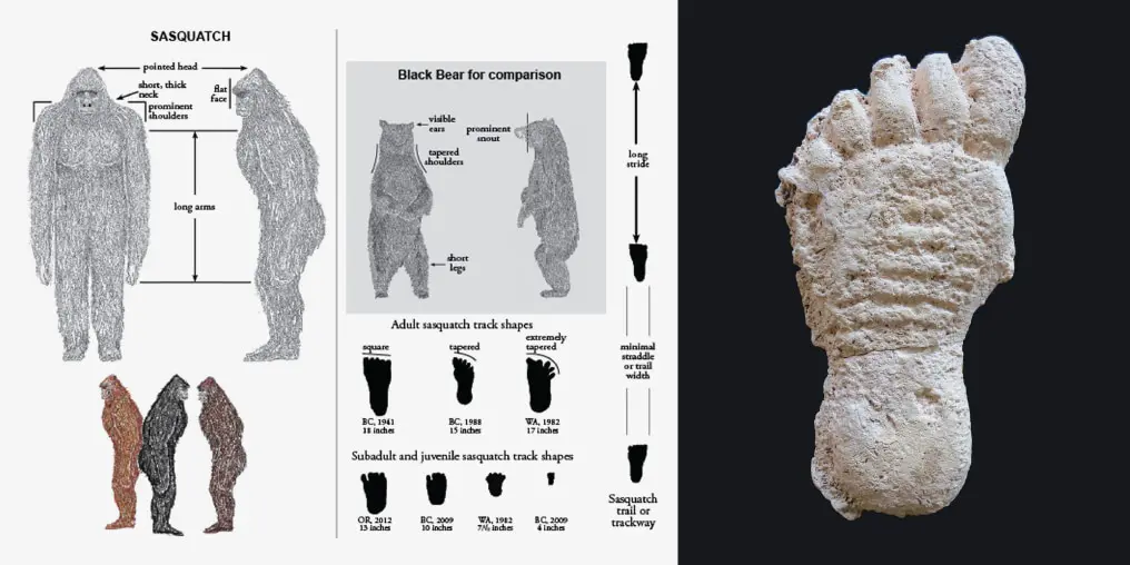Bigfoot: What Does The New 2025 Evidence Really Tell Us? 5 Infographic comparing human bear and bigfoot tracks