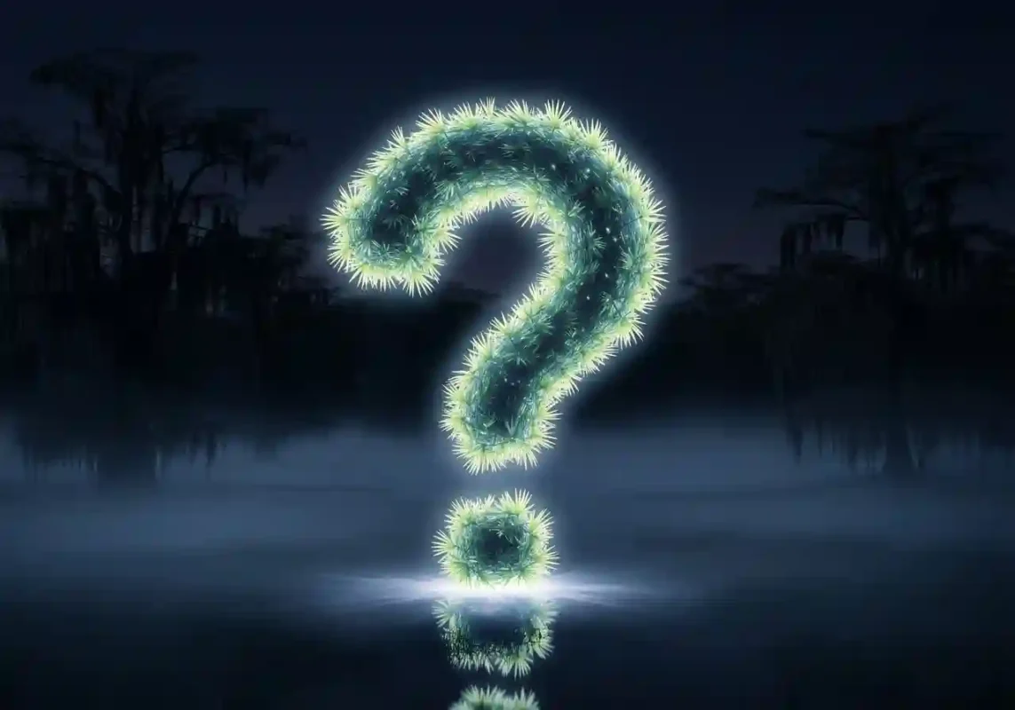 The 2 Myakka Skunk Ape Photos: A 7-Point Forensic Analysis of the Evidence 8 Myakka mystery question mark art