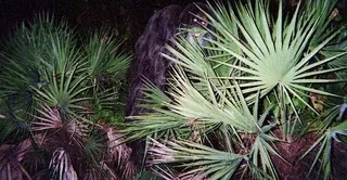 The 2 Myakka Skunk Ape Photos A 7-Point Forensic Analysis of the Evidence