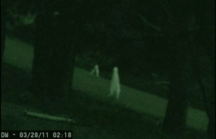 Fresno Nightcrawler: The Complete Guide To The Enigma 6 Yosemite Nightcrawler video still enhanced