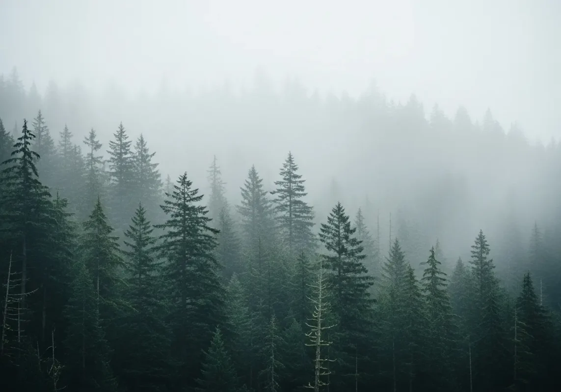Bigfoot: What Does The New 2025 Evidence Really Tell Us? 2 color