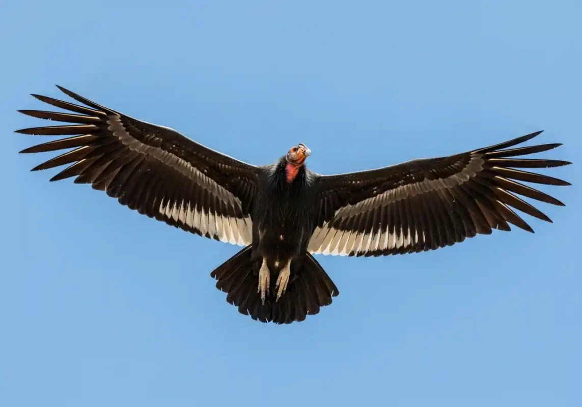 California Condor in flight from below