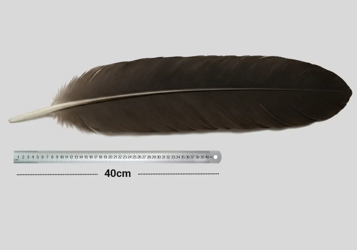 Giant feather cryptid evidence analysis