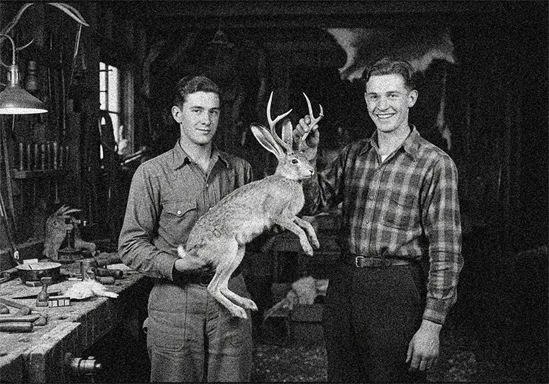 Jackalope: The Shocking True Story Behind America's Cutest Cryptid? 3 Historical recreation photo Herrick brothers creating first Jackalope 1930s