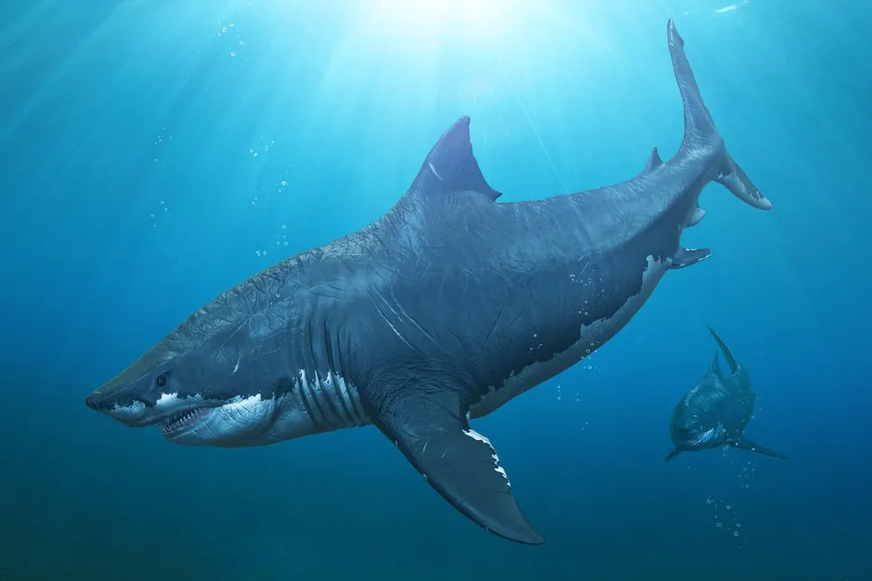 A Cryptozoologist's Field Guide: The A-Z of 50+ Legendary Cryptids 9 The Megalodon