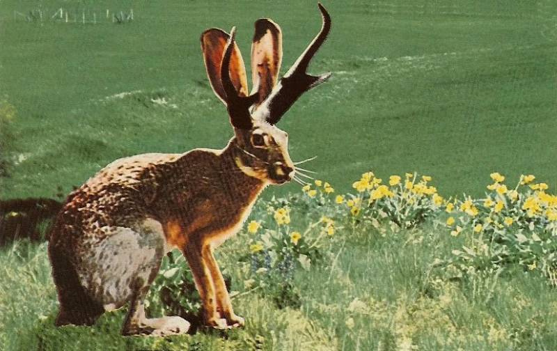 Jackalope: The Shocking True Story Behind America's Cutest Cryptid? 1 Jackalope The Shocking True Story Behind America's Cutest Cryptid
