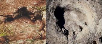 5 Reasons Mokele-mbembe Could Be The Last Survivor 16 Mokele-mbembe footprint cast