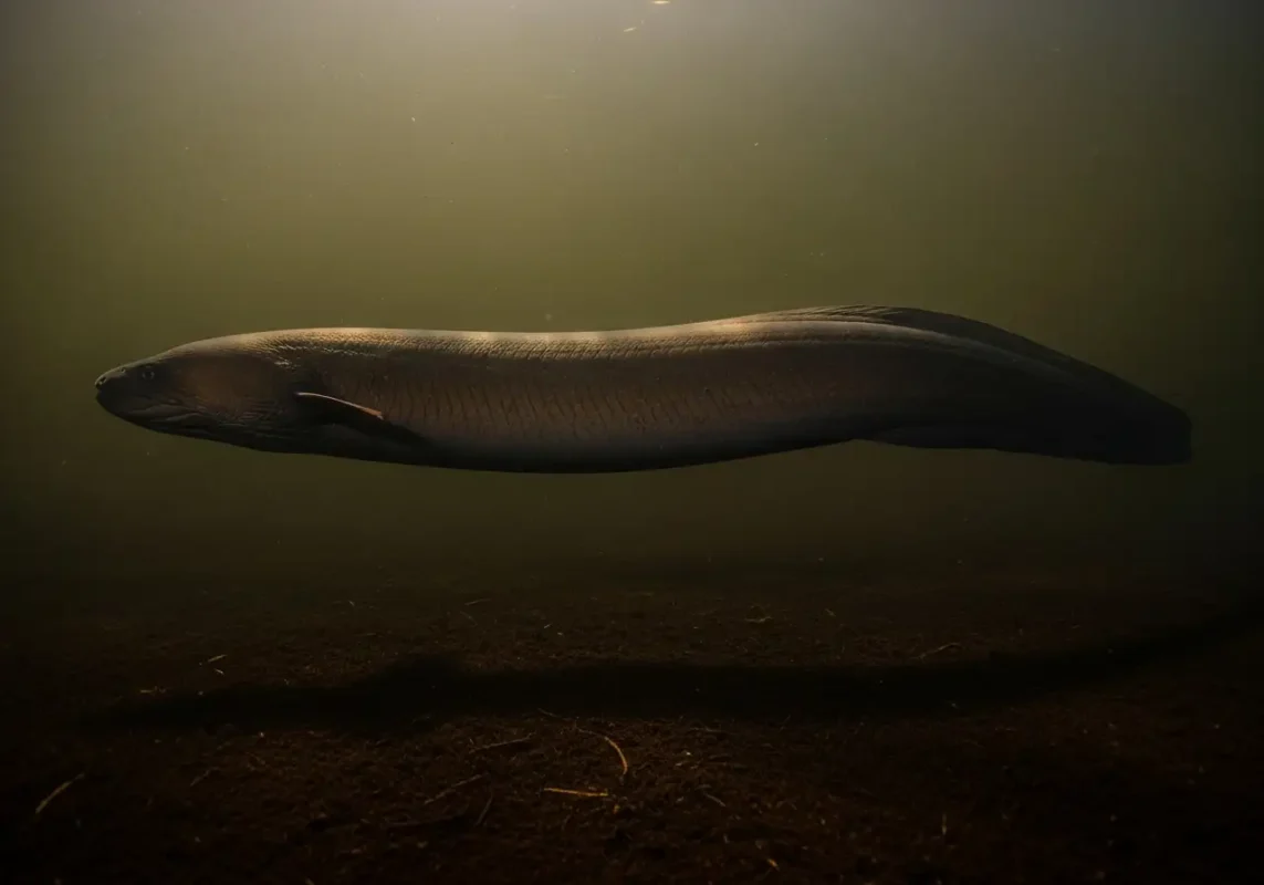 Unlocking The Loch Ness Monster Mystery: Your Ultimate Guide 11 Realistic underwater photograph from the depths of Loch Ness. A massive, thick European eel, at least 4 meters long.