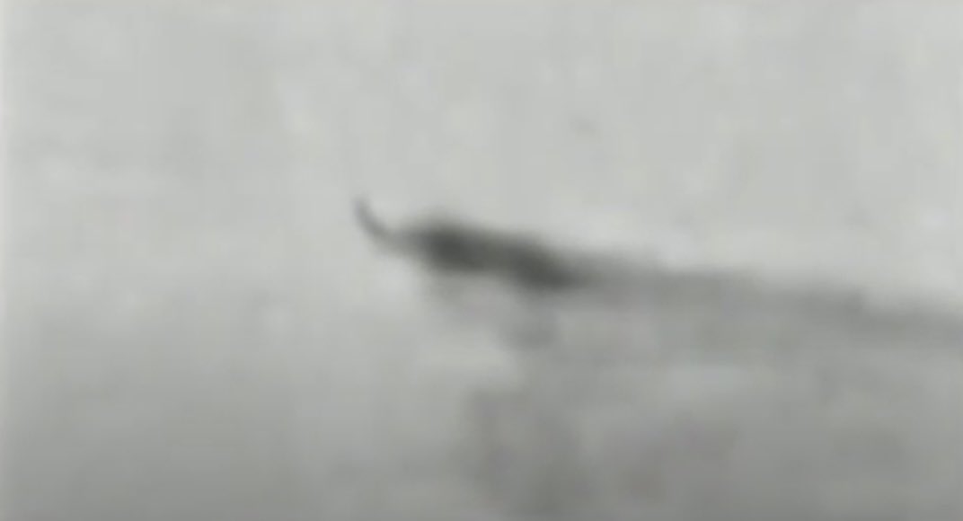 5 Reasons Mokele-mbembe Could Be The Last Survivor 17 Screenshot of the 1992 Japanese footage