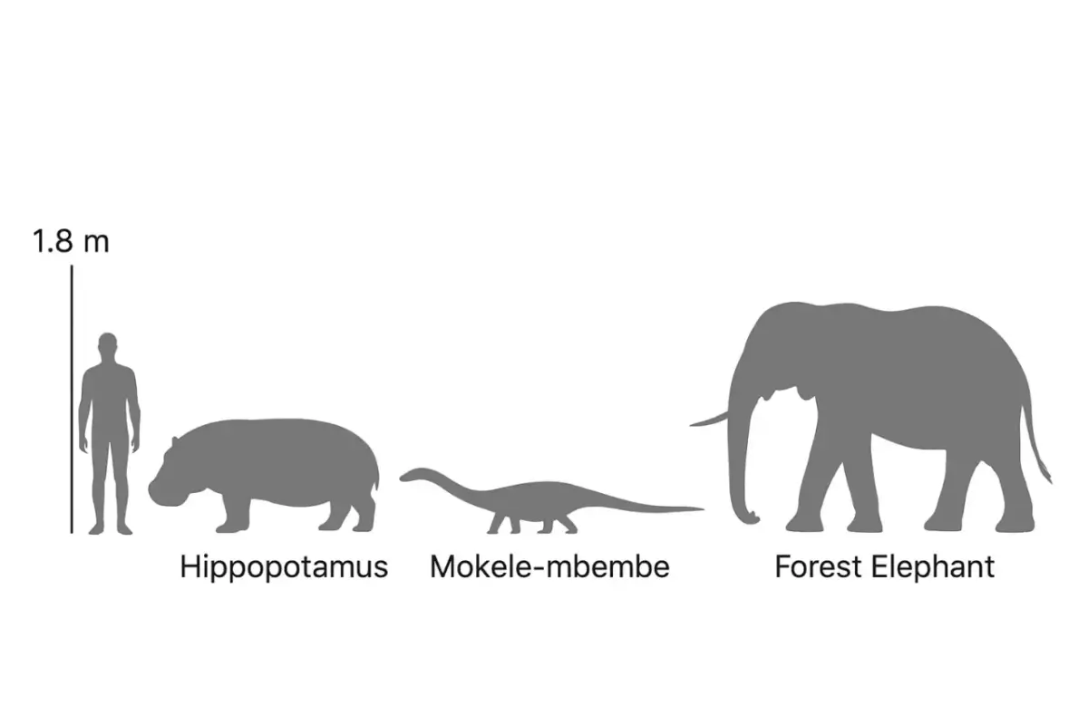 5 Reasons Mokele-mbembe Could Be The Last Survivor 9 Size comparison chart.