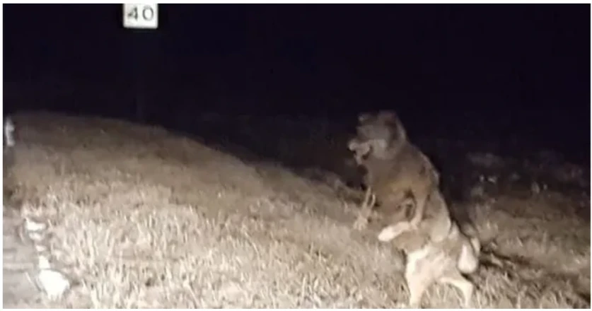 A Cryptozoologist's Field Guide: The A-Z of 50+ Legendary Cryptids 43 The Beast of Bray Road