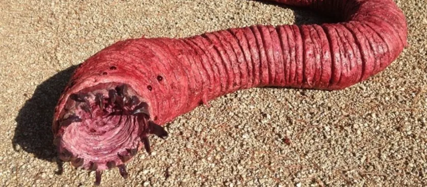 A Cryptozoologist's Field Guide: The A-Z of 50+ Legendary Cryptids 42 The Mongolian Death Worm