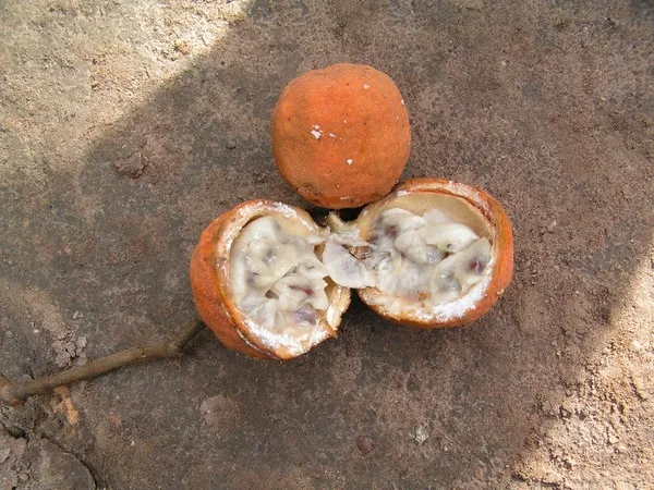 5 Reasons Mokele-mbembe Could Be The Last Survivor 8 The fruit or flower of the Landolphia vine.