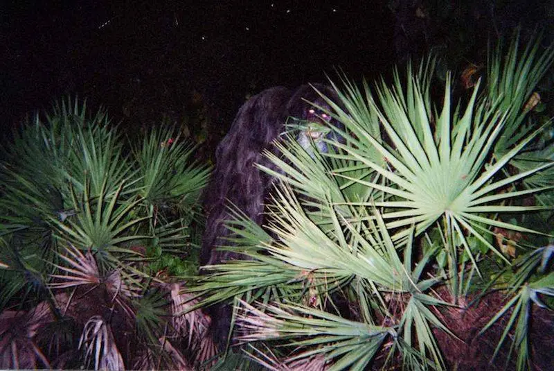 A Cryptozoologist's Field Guide: The A-Z of 50+ Legendary Cryptids 18 Skunk ape