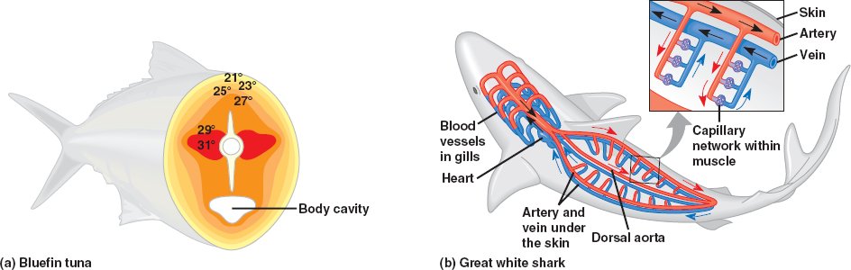 7 Reasons Why The Megalodon Was The Ultimate Apex Predator 8 Shark regional endothermy anatomy diagram