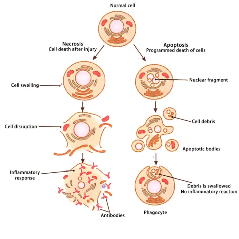 A diagram showing the process of cell lysis or apoptosis (cell death) to illustrate the concept of dissolving.