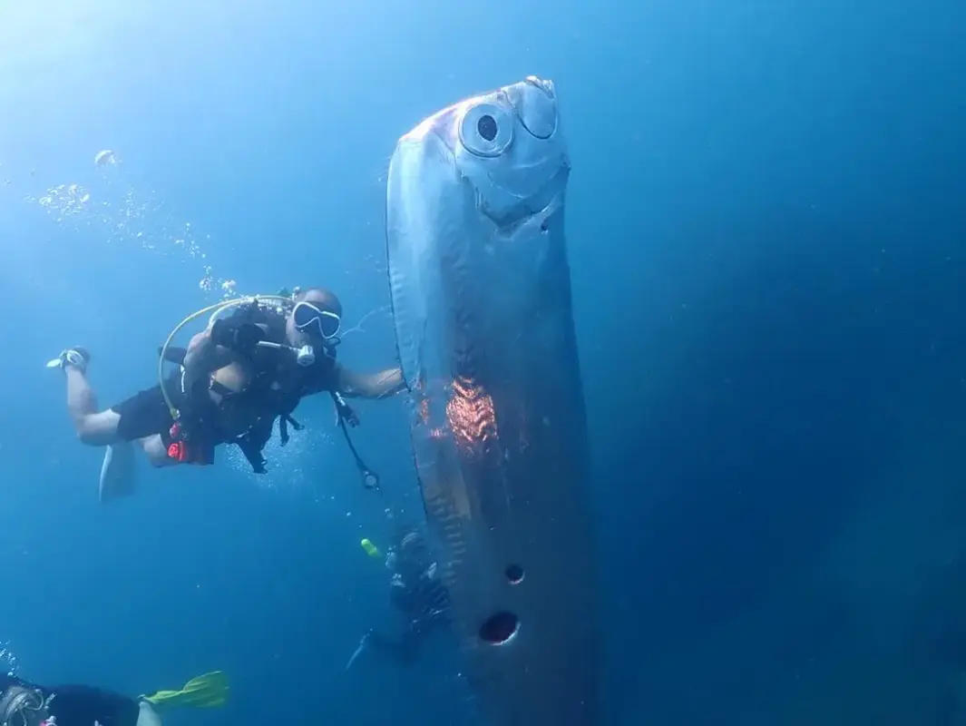 Divers off Taiwan were mesmerized after encountering a giant oarfish