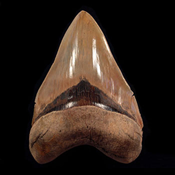 7 Reasons Why The Megalodon Was The Ultimate Apex Predator 3 HMS Challenger expedition megalodon teeth