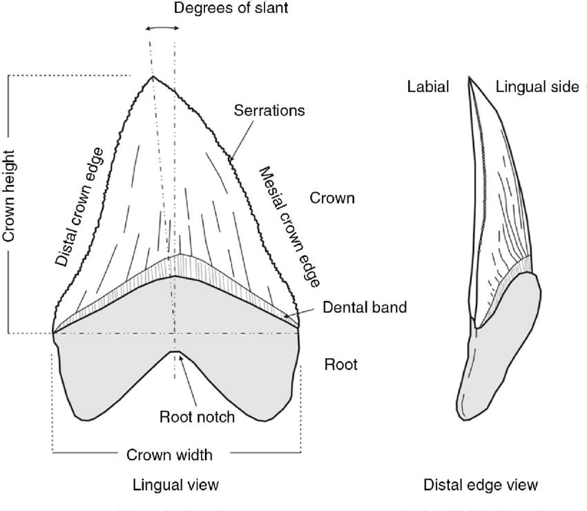 7 Reasons Why The Megalodon Was The Ultimate Apex Predator 18 How to measure megalodon tooth slant height diagram