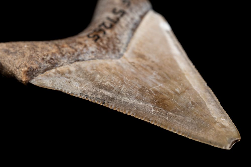 7 Reasons Why The Megalodon Was The Ultimate Apex Predator 6 Megalodon tooth serrations macro zoom