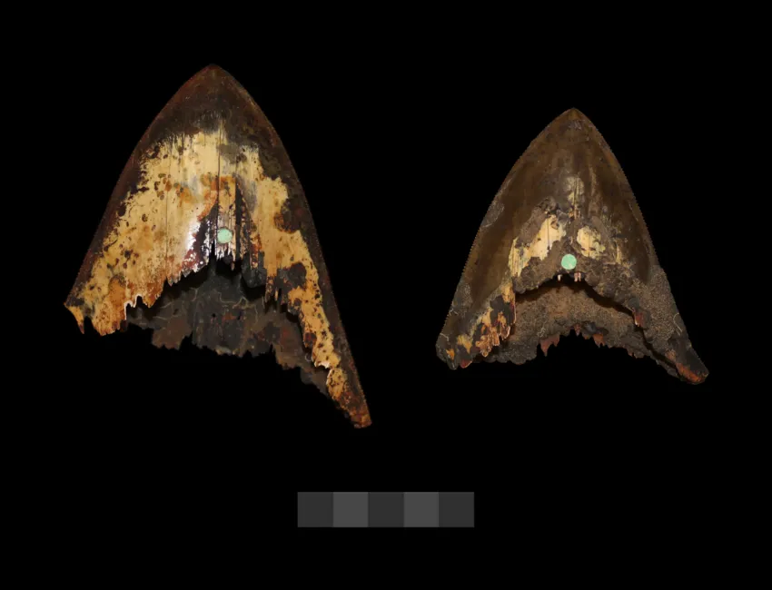 7 Reasons Why The Megalodon Was The Ultimate Apex Predator 2 The two O. megalodon teeth unearthed by the H.M.S. Challenger and tested by Wladimir Tschernezky
