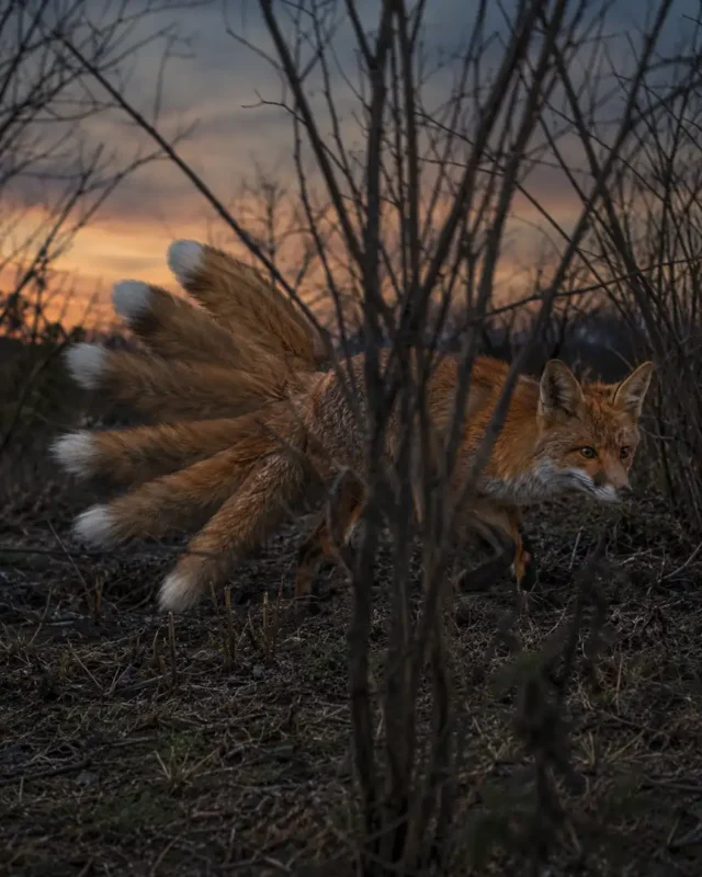 Kitsune Cryptid: Mythology, Sightings, Evidence, and Meaning 19 Forensic reconstruction showing how one fox moving behind branches can appear to have several tails in a low light photograph.