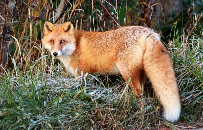 Kitsune Cryptid: Mythology, Sightings, Evidence, and Meaning 5 Hokkaido red fox summer coat Shiretoko