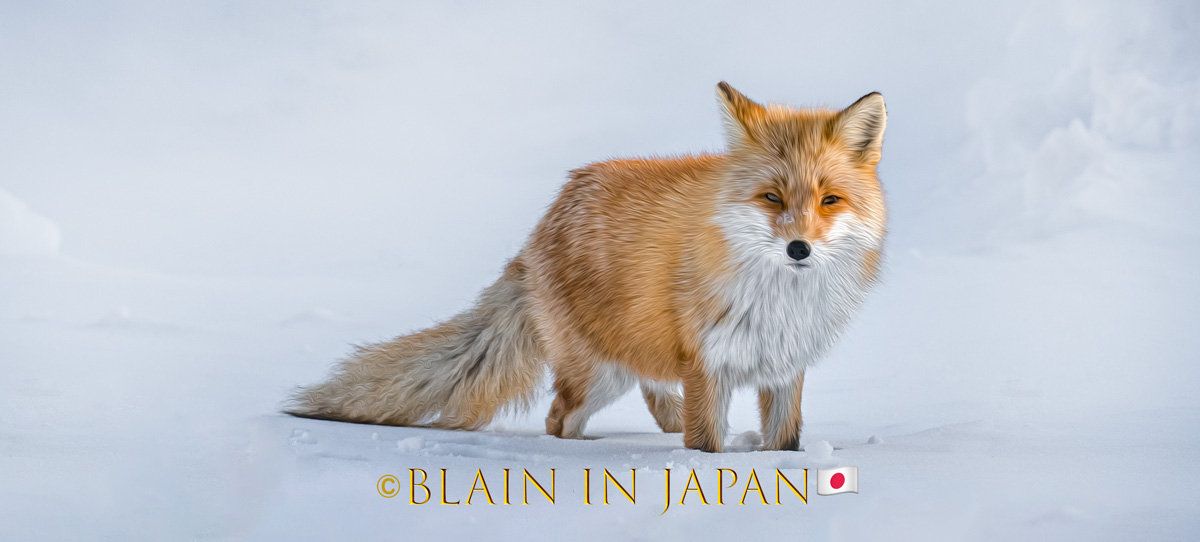 Kitsune Cryptid: Mythology, Sightings, Evidence, and Meaning 4 Vulpes vulpes schrencki Hokkaido red fox winter Shiretoko
